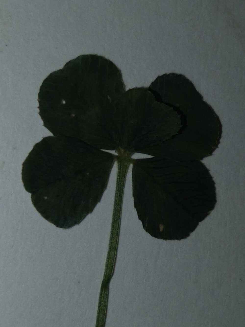 UltraRARE 5 Leaf clover! 🍀 Super LUCKY